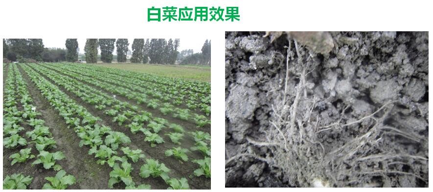 氨基寡糖素 - 植物的免疫衛(wèi)士,根結(jié)線蟲(chóng)的克星