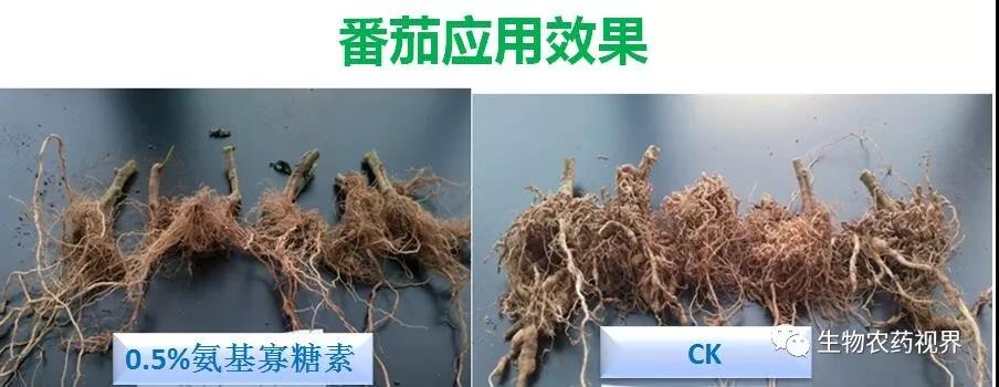 氨基寡糖素 - 植物的免疫衛(wèi)士,根結(jié)線蟲(chóng)的克星