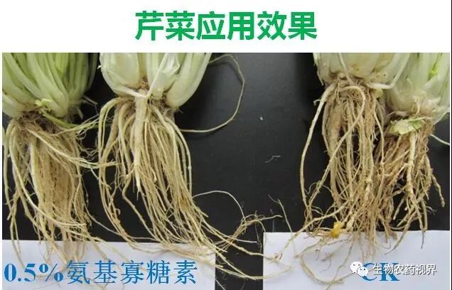 氨基寡糖素 - 植物的免疫衛(wèi)士,根結(jié)線蟲(chóng)的克星