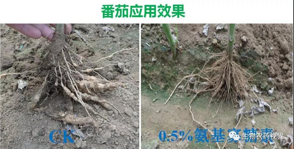 氨基寡糖素 - 植物的免疫衛(wèi)士,根結(jié)線蟲(chóng)的克星