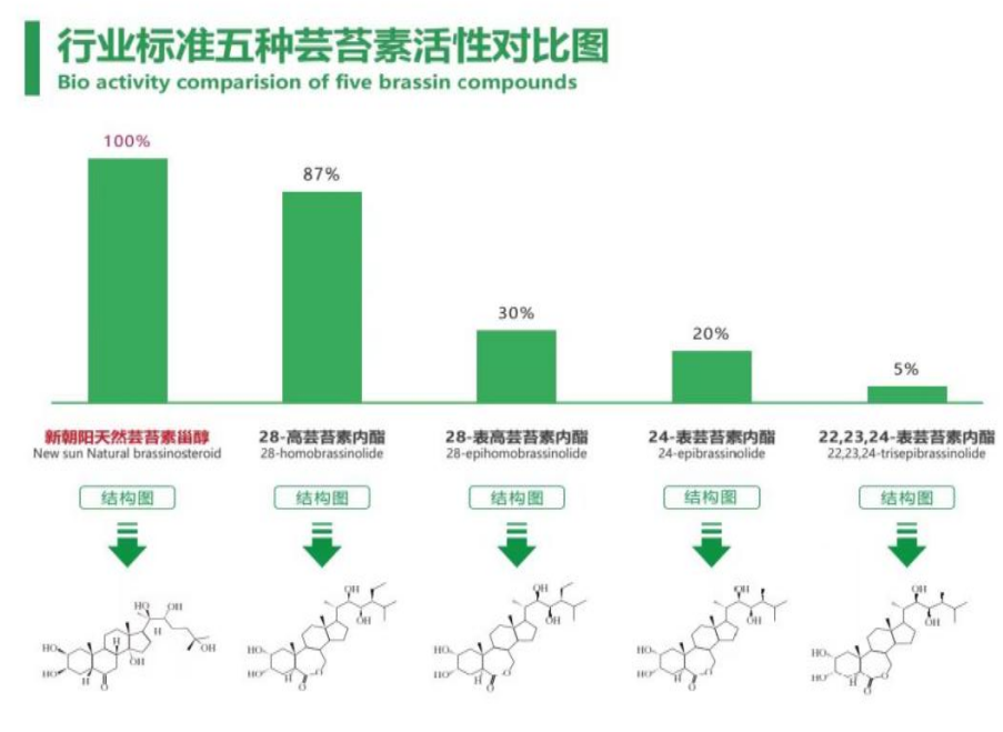 小麥拌種選新朝陽天然蕓苔素，讓小麥高產贏在起跑線上?。ㄐ←溤谑裁磿r候用蕓苔素效果最佳）
