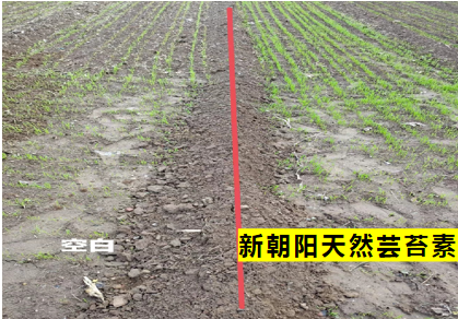 小麥拌種選新朝陽天然蕓苔素，讓小麥高產贏在起跑線上?。ㄐ←溤谑裁磿r候用蕓苔素效果最佳）